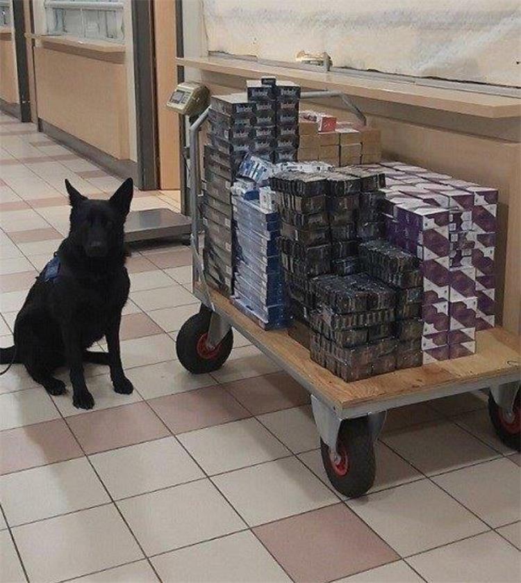 Slika /PU_KK/Vijesti/2021/05/NICOTIANA 4 (1).jpg